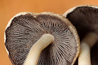 Mica Caps - Coprinellus micaceus Habitat: Coniferous forest<br />
https://www.jungledragon.com/image/149185/mica_caps_-_coprinellus_micaceus.html<br />
https://www.jungledragon.com/image/149188/mica_caps_-_coprinellus_micaceus.html<br />
https://www.jungledragon.com/image/149186/mica_caps_-_coprinellus_micaceus.html Coprinellus micaceus,Fall,Geotagged,Mica Cap,United States