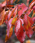 Flowering Dogwood - Cornus florida Habitat: Mixed forest<br />
https://www.jungledragon.com/image/149189/flowering_dogwood_-_cornus_florida.html Cornus florida,Fall,Flowering dogwood,Geotagged,United States