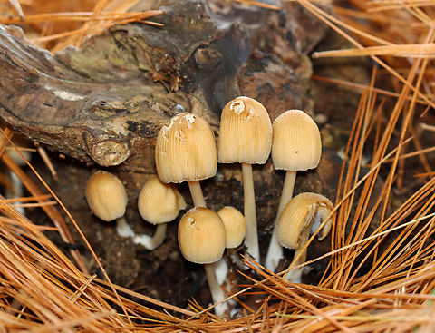 Mica Caps - Coprinellus micaceus Habitat: Coniferous forest
https://www.jungledragon.com/image/149185/mica_caps_-_coprinellus_micaceus.html
https://www.jungledragon.com/image/149188/mica_caps_-_coprinellus_micaceus.html
https://www.jungledragon.com/image/149186/mica_caps_-_coprinellus_micaceus.html Coprinellus micaceus,Fall,Geotagged,United States