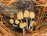 Mica Caps - Coprinellus micaceus Habitat: Coniferous forest<br />
https://www.jungledragon.com/image/149185/mica_caps_-_coprinellus_micaceus.html<br />
https://www.jungledragon.com/image/149188/mica_caps_-_coprinellus_micaceus.html<br />
https://www.jungledragon.com/image/149186/mica_caps_-_coprinellus_micaceus.html Coprinellus micaceus,Fall,Geotagged,United States