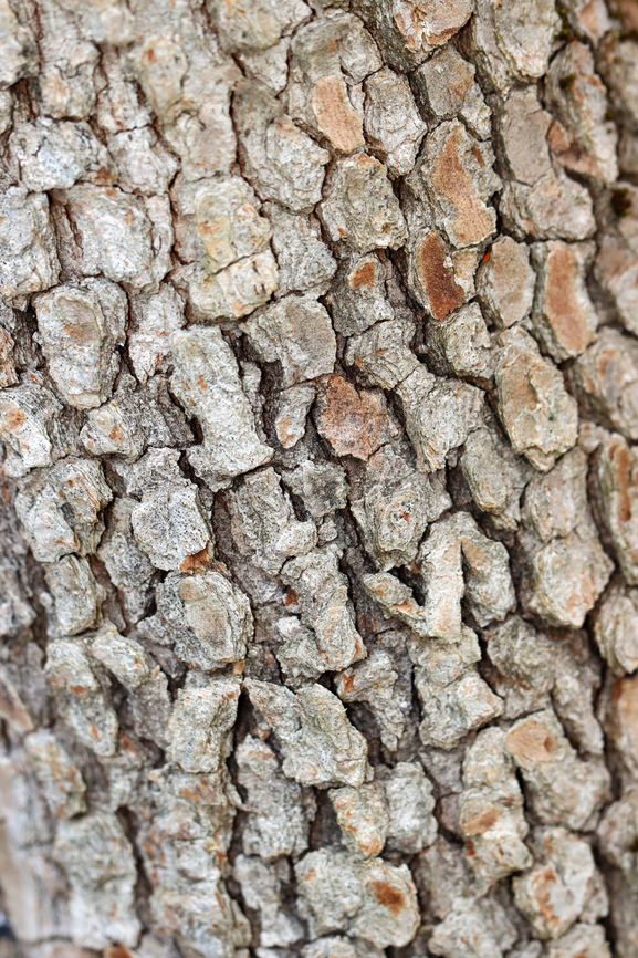 Flowering Dogwood - Cornus florida Habitat: Mixed forest<br />
<figure class="photo"><a href="https://www.jungledragon.com/image/149187/flowering_dogwood_-_cornus_florida.html" title="Flowering Dogwood - Cornus florida"><img src="https://s3.amazonaws.com/media.jungledragon.com/images/3232/149187_thumb.jpg?AWSAccessKeyId=05GMT0V3GWVNE7GGM1R2&Expires=1767225610&Signature=4RFRqKxAKHK04TcXAPEYffWEttI%3D" width="128" height="152" alt="Flowering Dogwood - Cornus florida Habitat: Mixed forest<br />
https://www.jungledragon.com/image/149189/flowering_dogwood_-_cornus_florida.html Cornus florida,Fall,Flowering dogwood,Geotagged,United States" /></a></figure> Cornus,Cornus florida,Fall,Flowering dogwood,Geotagged,United States,dogwood
