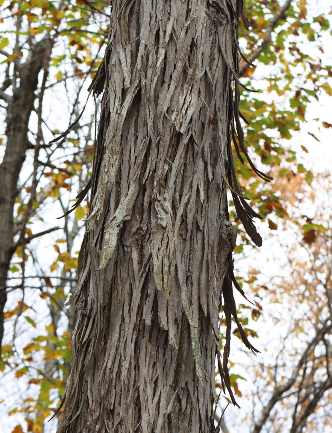 Shagbark Hickory - Carya ovata Habitat: Mixed forest Carya,Carya ovata,Fall,Geotagged,Shagbark hickory,United States,hickory