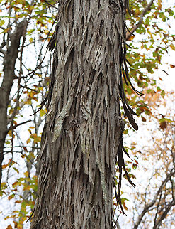 Shagbark Hickory - Carya ovata Habitat: Mixed forest Carya,Carya ovata,Fall,Geotagged,Shagbark hickory,United States,hickory