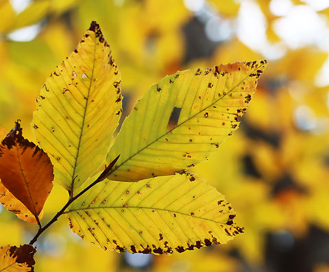American Beech - Fagus grandifolia Habitat: Mixed forest
https://www.jungledragon.com/image/149194/american_beech_-_fagus_grandifolia.html American beech,Fagus grandifolia,Fall,Geotagged,United States,beech,fagus,fall foliage