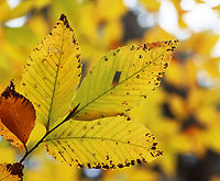 American Beech - Fagus grandifolia Habitat: Mixed forest<br />
https://www.jungledragon.com/image/149194/american_beech_-_fagus_grandifolia.html American beech,Fagus grandifolia,Fall,Geotagged,United States,beech,fagus,fall foliage