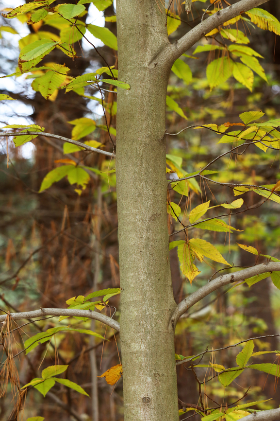 American Beech - Fagus grandifolia Habitat: Mixed forest<br />
<figure class="photo"><a href="https://www.jungledragon.com/image/149193/american_beech_-_fagus_grandifolia.html" title="American Beech - Fagus grandifolia"><img src="https://s3.amazonaws.com/media.jungledragon.com/images/3232/149193_thumb.jpg?AWSAccessKeyId=05GMT0V3GWVNE7GGM1R2&Expires=1767225610&Signature=Ooz6LX%2BQQeNjGBTTjsiL0gejts8%3D" width="200" height="166" alt="American Beech - Fagus grandifolia Habitat: Mixed forest<br />
https://www.jungledragon.com/image/149194/american_beech_-_fagus_grandifolia.html American beech,Fagus grandifolia,Fall,Geotagged,United States,beech,fagus,fall foliage" /></a></figure> American beech,Fagus grandifolia,Fall,Geotagged,United States