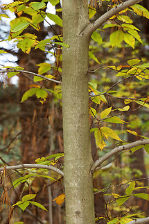 American Beech - Fagus grandifolia Habitat: Mixed forest
https://www.jungledragon.com/image/149193/american_beech_-_fagus_grandifolia.html American beech,Fagus grandifolia,Fall,Geotagged,United States