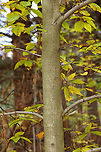 American Beech - Fagus grandifolia Habitat: Mixed forest<br />
https://www.jungledragon.com/image/149193/american_beech_-_fagus_grandifolia.html American beech,Fagus grandifolia,Fall,Geotagged,United States
