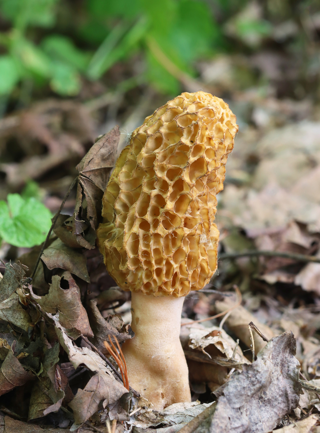 White Morel - Morchella americana They were completely hollow inside. ~15 cm tall.<br />
<br />
Habitat: Growing on the ground at the edge of a baseball field/forest.<br />
<figure class="photo"><a href="https://www.jungledragon.com/image/149207/white_morel_-_morchella_americana.html" title="White Morel - Morchella americana"><img src="https://s3.amazonaws.com/media.jungledragon.com/images/3232/149207_thumb.jpg?AWSAccessKeyId=05GMT0V3GWVNE7GGM1R2&Expires=1767225610&Signature=j%2FAbKCVw%2F0iGDYWukxkJL2P5bZA%3D" width="114" height="152" alt="White Morel - Morchella americana They were completely hollow inside. ~15 cm tall.<br />
<br />
Habitat: Growing on the ground at the edge of a baseball field/forest.<br />
https://www.jungledragon.com/image/149207/white_morel_-_morchella_americana.html<br />
https://www.jungledragon.com/image/149209/white_morel_-_morchella_americana.html<br />
https://www.jungledragon.com/image/149208/white_morel_-_morchella_americana.html Geotagged,Morchella americana,Spring,United States,White Morel" /></a></figure><br />
<figure class="photo"><a href="https://www.jungledragon.com/image/149209/white_morel_-_morchella_americana.html" title="White Morel - Morchella americana"><img src="https://s3.amazonaws.com/media.jungledragon.com/images/3232/149209_thumb.jpg?AWSAccessKeyId=05GMT0V3GWVNE7GGM1R2&Expires=1767225610&Signature=hHoYRy8CeUv%2FutFTxlmBR6zuebw%3D" width="102" height="152" alt="White Morel - Morchella americana They were completely hollow inside. ~15 cm tall.<br />
<br />
Habitat: Growing on the ground at the edge of a baseball field/forest.<br />
https://www.jungledragon.com/image/149207/white_morel_-_morchella_americana.html<br />
https://www.jungledragon.com/image/149209/white_morel_-_morchella_americana.html<br />
https://www.jungledragon.com/image/149208/white_morel_-_morchella_americana.html Geotagged,Morchella americana,Spring,United States,White Morel" /></a></figure><br />
<figure class="photo"><a href="https://www.jungledragon.com/image/149208/white_morel_-_morchella_americana.html" title="White Morel - Morchella americana"><img src="https://s3.amazonaws.com/media.jungledragon.com/images/3232/149208_thumb.jpg?AWSAccessKeyId=05GMT0V3GWVNE7GGM1R2&Expires=1767225610&Signature=5kt8BFUE572m0yYNQ7%2FmpXjjEDM%3D" width="118" height="152" alt="White Morel - Morchella americana They were completely hollow inside.  ~15 cm tall.<br />
<br />
Habitat: Growing on the ground at the edge of a baseball field/forest.  <br />
https://www.jungledragon.com/image/149207/white_morel_-_morchella_americana.html<br />
https://www.jungledragon.com/image/149209/white_morel_-_morchella_americana.html<br />
https://www.jungledragon.com/image/149208/white_morel_-_morchella_americana.html Geotagged,Morchella americana,Spring,United States,White Morel,fungi,fungus,morchella,morel,mushroom" /></a></figure> Geotagged,Morchella americana,Spring,United States,White Morel