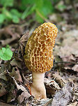 White Morel - Morchella americana They were completely hollow inside. ~15 cm tall.<br />
<br />
Habitat: Growing on the ground at the edge of a baseball field/forest.<br />
https://www.jungledragon.com/image/149207/white_morel_-_morchella_americana.html<br />
https://www.jungledragon.com/image/149209/white_morel_-_morchella_americana.html<br />
https://www.jungledragon.com/image/149208/white_morel_-_morchella_americana.html Geotagged,Morchella americana,Spring,United States,White Morel