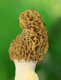 White Morel - Morchella americana They were completely hollow inside.  ~15 cm tall.

Habitat: Growing on the ground at the edge of a baseball field/forest.  
https://www.jungledragon.com/image/149207/white_morel_-_morchella_americana.html
https://www.jungledragon.com/image/149209/white_morel_-_morchella_americana.html
https://www.jungledragon.com/image/149208/white_morel_-_morchella_americana.html Geotagged,Morchella americana,Spring,United States,White Morel,fungi,fungus,morchella,morel,mushroom