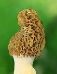 White Morel - Morchella americana They were completely hollow inside. ~15 cm tall.<br />
<br />
Habitat: Growing on the ground at the edge of a baseball field/forest. <br />
https://www.jungledragon.com/image/149207/white_morel_-_morchella_americana.html<br />
https://www.jungledragon.com/image/149209/white_morel_-_morchella_americana.html<br />
https://www.jungledragon.com/image/149208/white_morel_-_morchella_americana.html Geotagged,Morchella americana,Spring,United States,White Morel,fungi,fungus,morchella,morel,mushroom