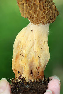 White Morel - Morchella americana They were completely hollow inside. ~15 cm tall.

Habitat: Growing on the ground at the edge of a baseball field/forest.
https://www.jungledragon.com/image/149207/white_morel_-_morchella_americana.html
https://www.jungledragon.com/image/149209/white_morel_-_morchella_americana.html
https://www.jungledragon.com/image/149208/white_morel_-_morchella_americana.html Geotagged,Morchella americana,Spring,United States,White Morel