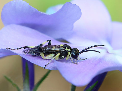 Sawfly - Family Tenthredinidae Maybe Macrophya sp.

Habitat: Resting on a flower beside a pond; mixed forest Geotagged,Spring,Tenthredinidae,United States,hymenoptera,sawfly