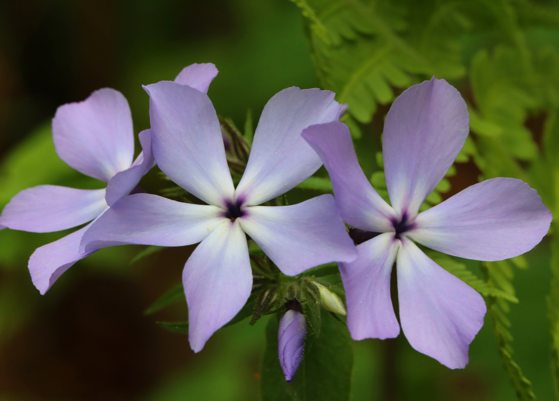 Blue Phlox - Phlox divaricata Habitat: Pondside; mixed forest Blue Phlox,Geotagged,Phlox divaricata,Spring,United States,phlox