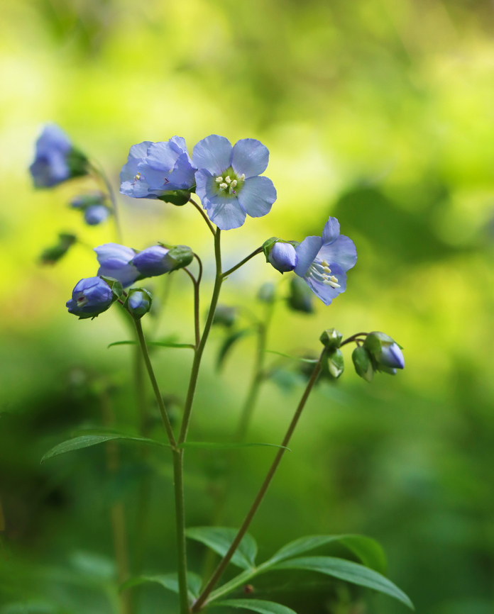 Greek Valerian - Polemonium reptans Habitat: Pondside; mixed forest Geotagged,Greek Valerian,Jacob's la,Polemonium,Polemonium reptans,Spring,United States,valerian