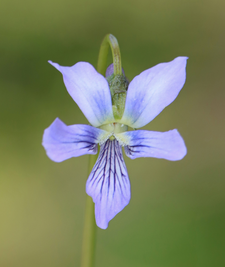 Marsh Blue Violet - Viola cucullata Habitat: Bog<br />
<figure class="photo"><a href="https://www.jungledragon.com/image/149232/marsh_blue_violet_-_viola_cucullata.html" title="Marsh Blue Violet - Viola cucullata"><img src="https://s3.amazonaws.com/media.jungledragon.com/images/3232/149232_thumb.jpg?AWSAccessKeyId=05GMT0V3GWVNE7GGM1R2&Expires=1769040010&Signature=cnh0JK9kjXujDSzh7cwUDyohHYA%3D" width="112" height="152" alt="Marsh Blue Violet - Viola cucullata This is the 1st time I've seen it growing here -- this spot is usually under 15 cm+ of water this time of year.<br />
<br />
Habitat: Bog<br />
https://www.jungledragon.com/image/149229/marsh_blue_violet_-_viola_cucullata.html Geotagged,Marsh Blue Violet,Spring,United States,Viola cucullata" /></a></figure> Geotagged,Marsh Blue Violet,Spring,United States,Viola,Viola cucullata,violet