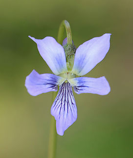 Marsh Blue Violet - Viola cucullata Habitat: Bog
https://www.jungledragon.com/image/149232/marsh_blue_violet_-_viola_cucullata.html Geotagged,Marsh Blue Violet,Spring,United States,Viola,Viola cucullata,violet