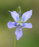 Marsh Blue Violet - Viola cucullata Habitat: Bog<br />
https://www.jungledragon.com/image/149232/marsh_blue_violet_-_viola_cucullata.html Geotagged,Marsh Blue Violet,Spring,United States,Viola,Viola cucullata,violet