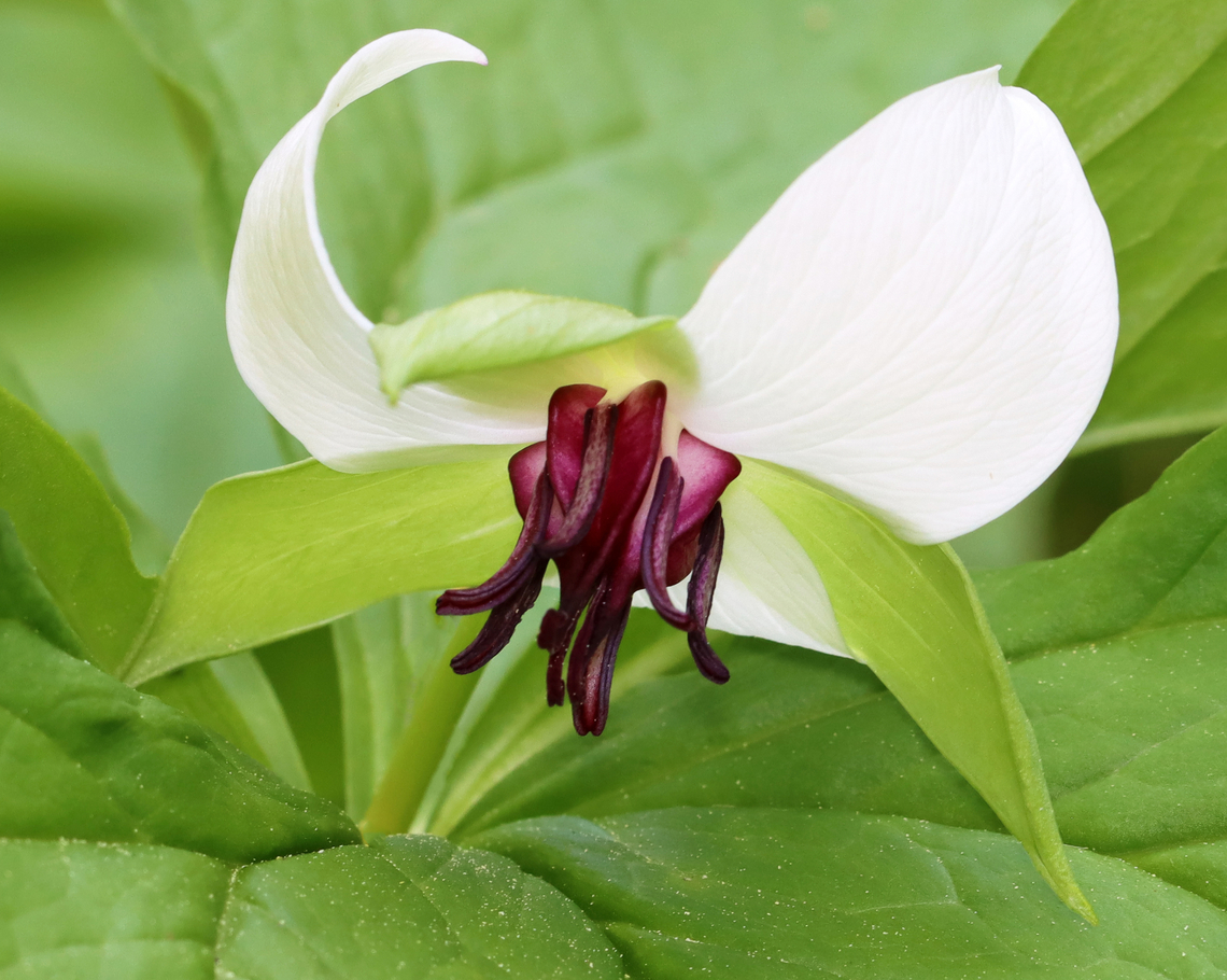Nodding Trillium - Trillium cernuum Habitat: Mesic forest Geotagged,Nodding trillium,Spring,Trillium cernuum,United States,trillium