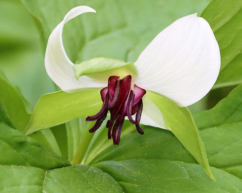 Nodding Trillium - Trillium cernuum Habitat: Mesic forest Geotagged,Nodding trillium,Spring,Trillium cernuum,United States,trillium
