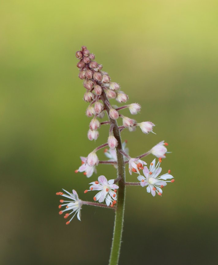 Creeping Foamflower - Tiarella stolonifera *Tentative species ID<br />
<br />
Habitat: Mesic forest Geotagged,Spring,Tiarella,Tiarella stolonifera,United States,creeping foamflower,foamflower