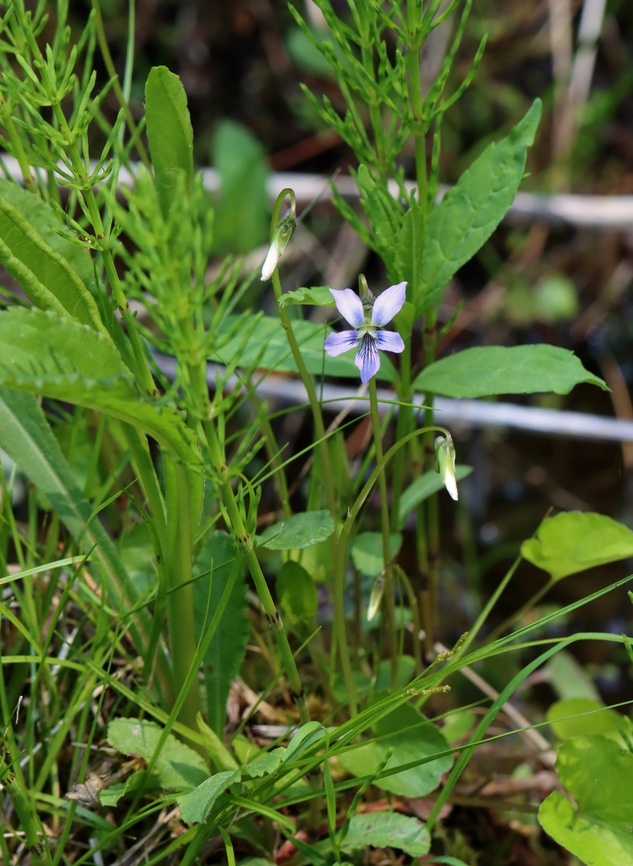 Marsh Blue Violet - Viola cucullata This is the 1st time I&#039;ve seen it growing here -- this spot is usually under 15 cm+ of water this time of year.<br />
<br />
Habitat: Bog<br />
<figure class="photo"><a href="https://www.jungledragon.com/image/149229/marsh_blue_violet_-_viola_cucullata.html" title="Marsh Blue Violet - Viola cucullata"><img src="https://s3.amazonaws.com/media.jungledragon.com/images/3232/149229_thumb.jpg?AWSAccessKeyId=05GMT0V3GWVNE7GGM1R2&Expires=1759968010&Signature=sO5pDycSJuZ7m4yfG%2F8rAzRnGRA%3D" width="130" height="152" alt="Marsh Blue Violet - Viola cucullata Habitat: Bog<br />
https://www.jungledragon.com/image/149232/marsh_blue_violet_-_viola_cucullata.html Geotagged,Marsh Blue Violet,Spring,United States,Viola,Viola cucullata,violet" /></a></figure> Geotagged,Marsh Blue Violet,Spring,United States,Viola cucullata