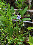 Marsh Blue Violet - Viola cucullata This is the 1st time I've seen it growing here -- this spot is usually under 15 cm+ of water this time of year.<br />
<br />
Habitat: Bog<br />
https://www.jungledragon.com/image/149229/marsh_blue_violet_-_viola_cucullata.html Geotagged,Marsh Blue Violet,Spring,United States,Viola cucullata