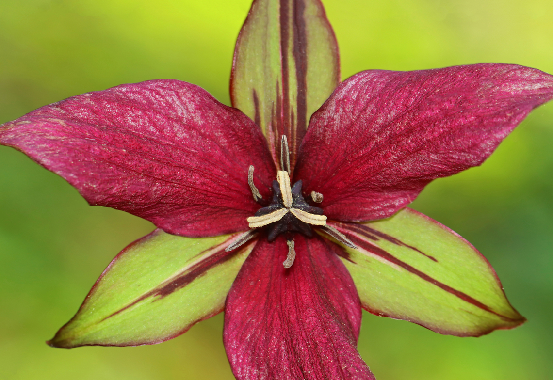 Red Trillium - Trillium erectum This is the first one I&#039;ve seen with dramatically streaked sepals.<br />
<br />
Habitat: Mixed forest Geotagged,Red trillium,Spring,Trillium,Trillium erectum,United States