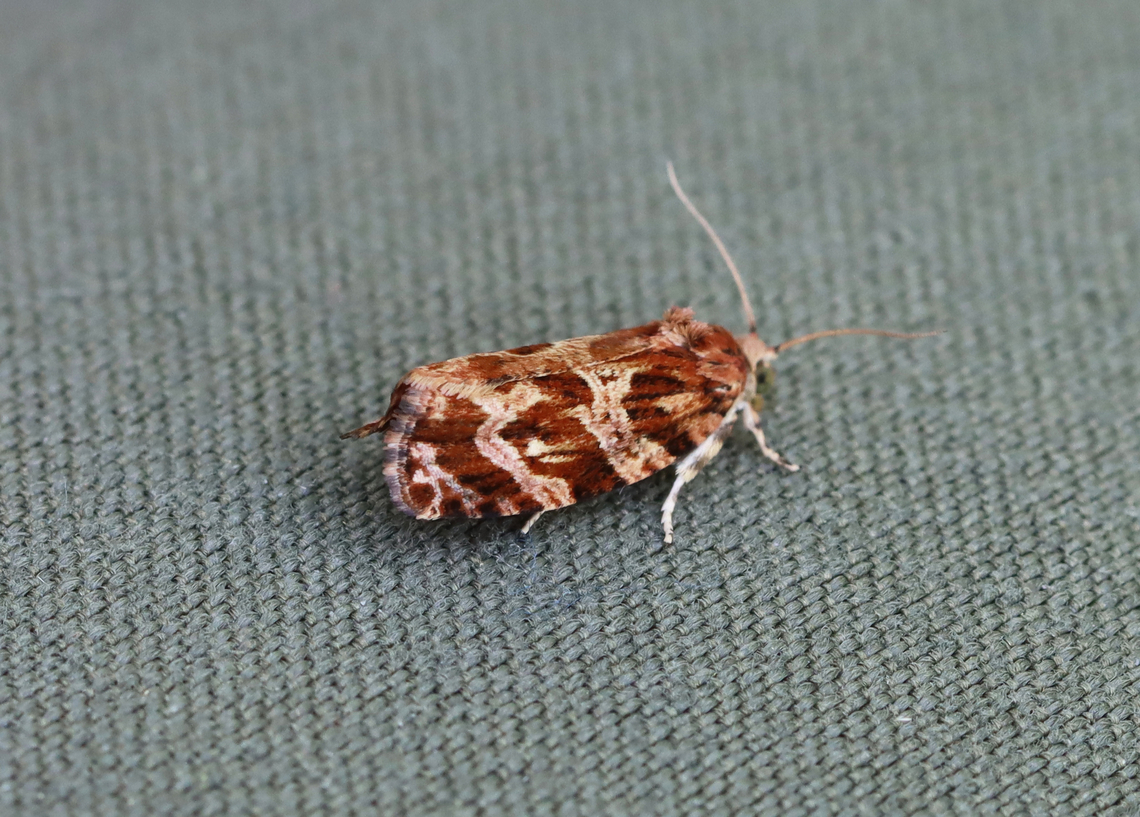 Macramé Moth - Phaecasiophora confixana This moth landed on my leg while I was hiking. I think it was in awe of my awesome hiking pants.<br />
<br />
Habitat: Meadow/forest edge Geotagged,Lepidoptera,Macramé Moth,Phaecasiophora,Phaecasiophora confixana,Spring,United States,moth,tortricidae