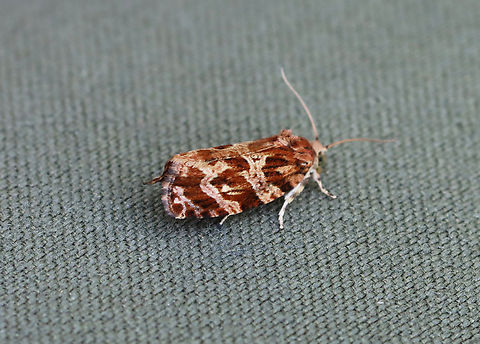 Macramé Moth - Phaecasiophora confixana This moth landed on my leg while I was hiking. I think it was in awe of my awesome hiking pants.

Habitat: Meadow/forest edge Geotagged,Lepidoptera,Macramé Moth,Phaecasiophora,Phaecasiophora confixana,Spring,United States,moth,tortricidae