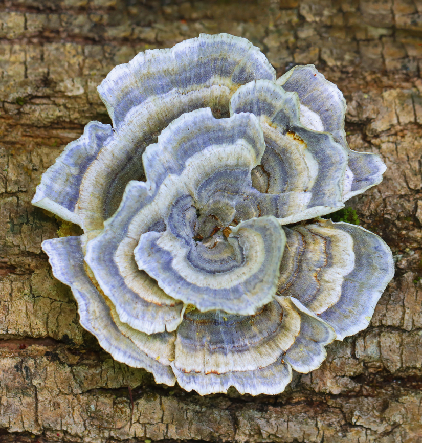 Turkey Tail - Trametes versicolor The pale blue was really pretty.<br />
<br />
Habitat: Rotting log; deciduous forest Geotagged,Spring,Trametes versicolor,Turkey Tail,United States,fungi,fungus,polypore,trametes