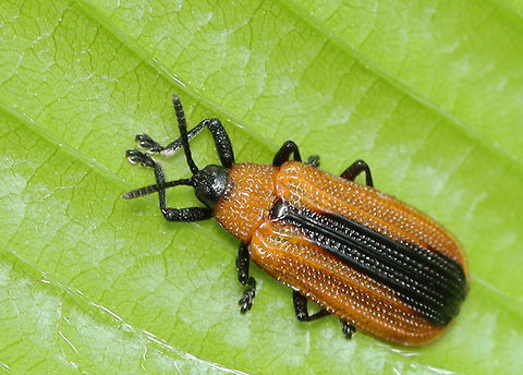 Locust Leaf Miner - Odontota dorsalis It's been nearly a decade since I've seen this species.

Habitat: River/forest edge
https://www.jungledragon.com/image/149385/locust_leaf_miner_-_odontota_dorsalis.html Geotagged,Locust Leaf Miner,Odontota,Odontota dorsalis,Spring,United States,beetle,leaf miner