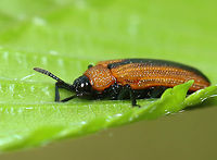 Locust Leaf Miner - Odontota dorsalis It's been nearly a decade since I've seen this species.<br />
<br />
Habitat: River/forest edge<br />
https://www.jungledragon.com/image/149384/locust_leaf_miner_-_odontota_dorsalis.html Geotagged,Locust Leaf Miner,Odontota dorsalis,Spring,United States