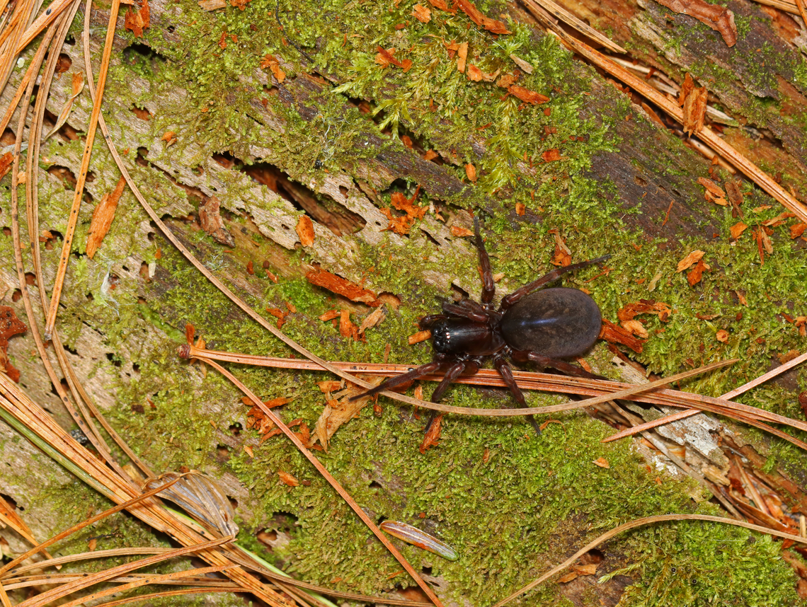 Spider - Wadotes sp.? I'm not sure about the ID at this point. <br />
<br />
Habitat: Found on a rotting conifer log; mixed forest Geotagged,Spring,United States,Wadotes,spider