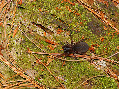 Spider - Wadotes sp.? I'm not sure about the ID at this point. 

Habitat: Found on a rotting conifer log; mixed forest Geotagged,Spring,United States,Wadotes,spider