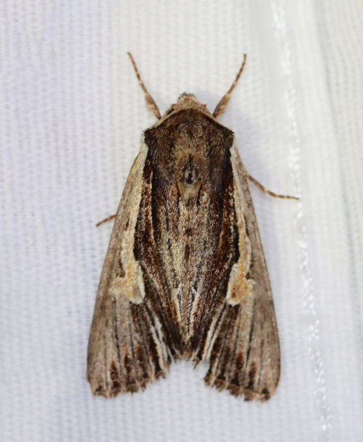 Bicolored Woodgrain - Morrisonia evicta I&#039;ve started mothing late this spring, but even still -- this is the only moth that came to my light last night! One moth! At least it was a species new to me.<br />
<br />
Habitat: Attracted to a 365 + 395 nm LED light in a semi-rural area<br />
<br />
2023(1) Bicolored Woodgrain,Geotagged,Morrisonia,Morrisonia evicta,Noctuidae,Spring,United States,moth
