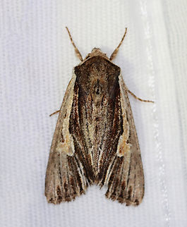 Bicolored Woodgrain - Morrisonia evicta I've started mothing late this spring, but even still -- this is the only moth that came to my light last night! One moth! At least it was a species new to me.

Habitat: Attracted to a 365 + 395 nm LED light in a semi-rural area

2023(1) Bicolored Woodgrain,Geotagged,Morrisonia,Morrisonia evicta,Noctuidae,Spring,United States,moth
