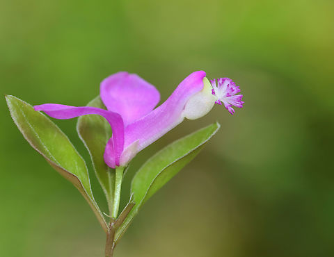 Fringed Polygala - Polygala paucifolia In addition to the obvious, magenta airplane-like flowers, fringed polygala also has small, underground flowers that self-fertilize without opening.

Habitat: Mesic forest Fringed polygala,Gaywings,Geotagged,Polygala,Polygala paucifolia,Polygaloides paucifolia,Spring,United States