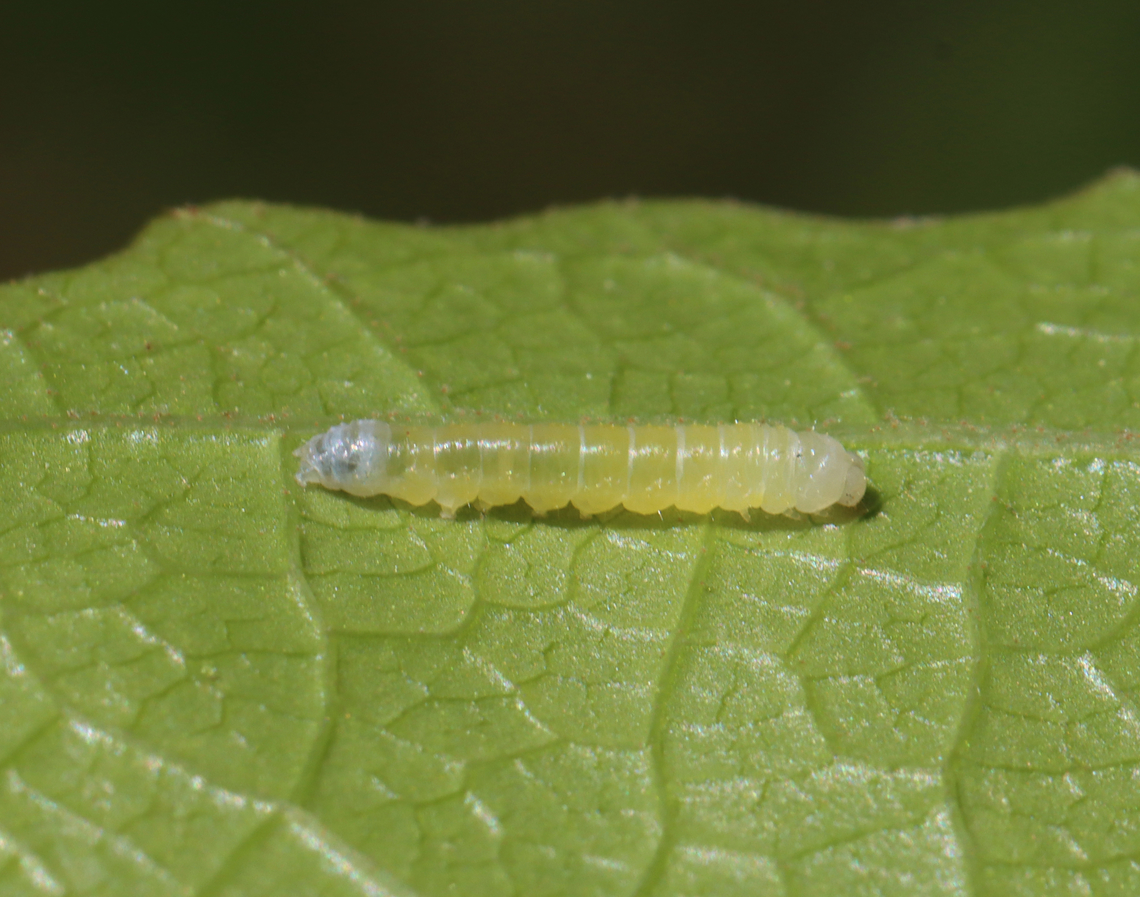 Mustard Sallow - Pyreferra hesperidago *There&#039;s a chance this could be Pyreferra citrombra, but Pyreferra hesperidago is more common and likely to be seen in late May.<br />
<br />
Habitat: Host plant unknown; deciduous forest Geotagged,Pyreferra,Pyreferra hesperidago,Spring,United States,caterpillar,larva,moth larva,mustard sallow,sallow