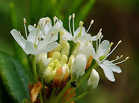 Bog Labrador Tea - Rhododendron groenlandicum Habitat: Bog<br />
https://www.jungledragon.com/image/149618/bog_labrador_tea_-_rhododendron_groenlandicum.html Bog Labrador tea,Geotagged,Rhododendron groenlandicum,Spring,United States