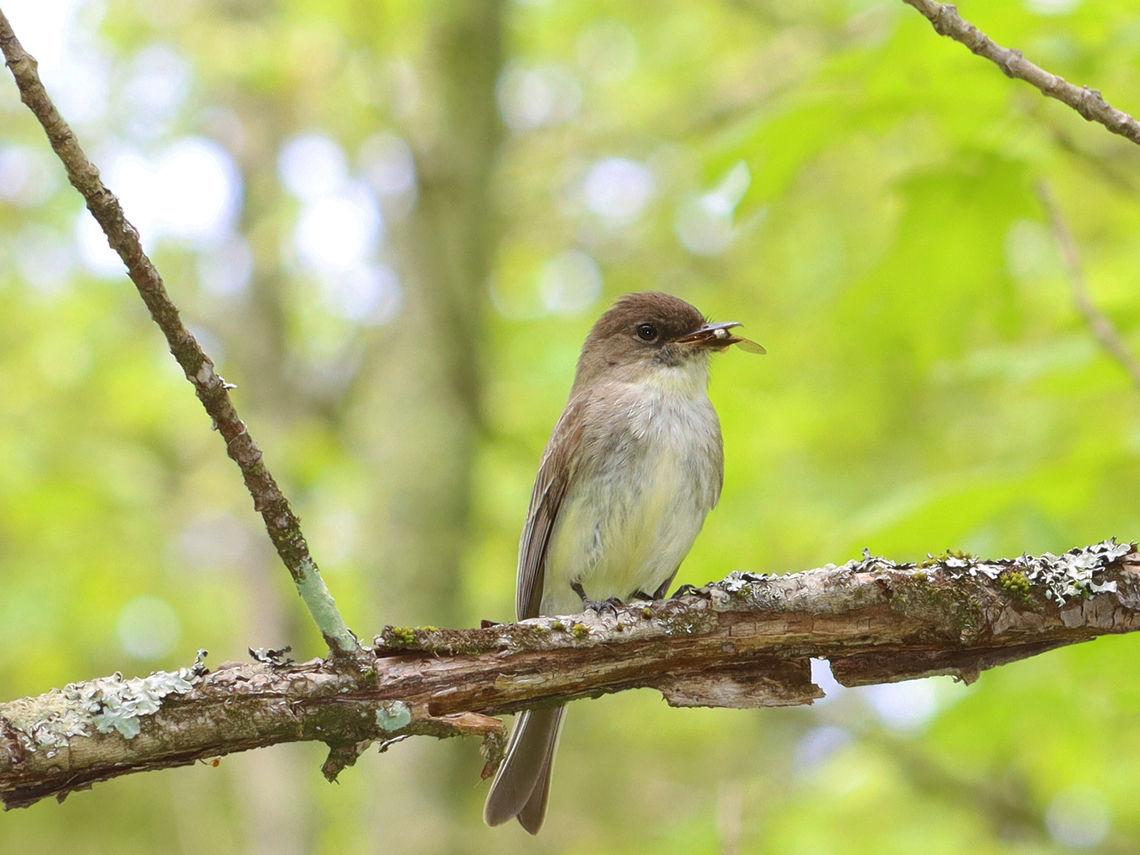Eastern Phoebe - Sayornis phoebe This bird had a nest under the shelter at a trailhead.<br />
<br />
Habitat: Mixed forest edge<br />
<figure class="photo"><a href="https://www.jungledragon.com/image/149619/eastern_phoebe_nest_-_sayornis_phoebe.html" title="Eastern Phoebe Nest - Sayornis phoebe"><img src="https://s3.amazonaws.com/media.jungledragon.com/images/3232/149619_thumb.jpg?AWSAccessKeyId=05GMT0V3GWVNE7GGM1R2&Expires=1767225610&Signature=aDwwyOgyN0SYHmnLplciAO281%2B4%3D" width="200" height="138" alt="Eastern Phoebe Nest - Sayornis phoebe I could just barely see the fluffy heads of the baby birds.<br />
<br />
Habitat: Mixed forest edge<br />
https://www.jungledragon.com/image/149617/eastern_phoebe_-_sayornis_phoebe.html Eastern Phoebe,Geotagged,Sayornis phoebe,Spring,United States,nest" /></a></figure> Eastern Phoebe,Geotagged,Sayornis,Sayornis phoebe,Spring,United States,flycatcher
