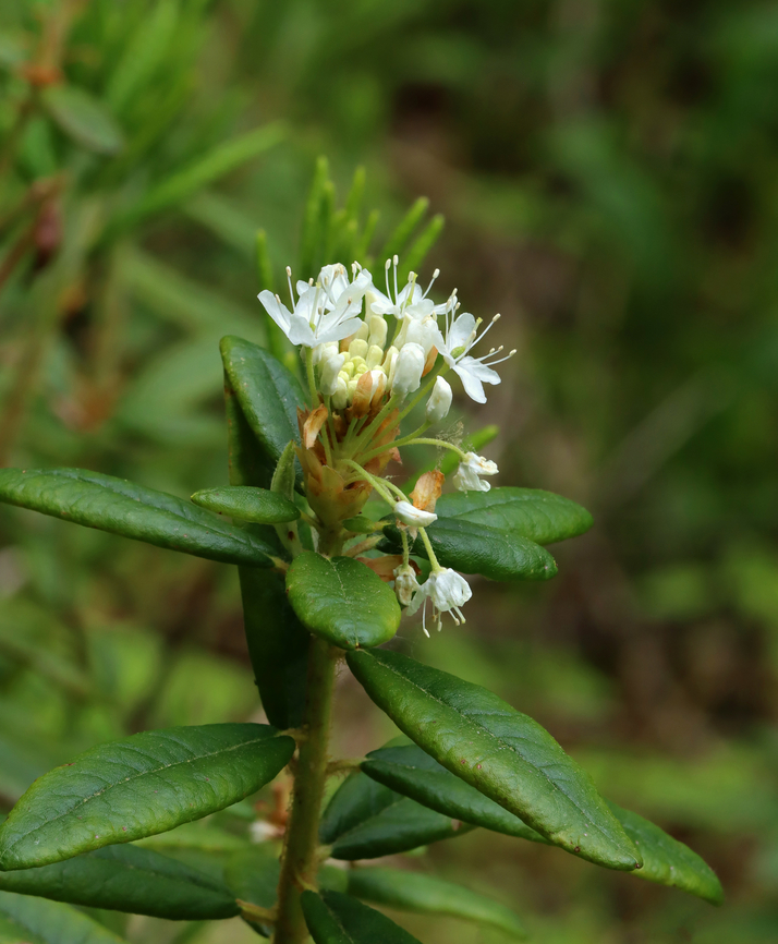 Bog Labrador Tea - Rhododendron groenlandicum Habitat: Bog <br />
<figure class="photo"><a href="https://www.jungledragon.com/image/149616/bog_labrador_tea_-_rhododendron_groenlandicum.html" title="Bog Labrador Tea - Rhododendron groenlandicum"><img src="https://s3.amazonaws.com/media.jungledragon.com/images/3232/149616_thumb.jpg?AWSAccessKeyId=05GMT0V3GWVNE7GGM1R2&Expires=1769040010&Signature=BXsBvwlyU%2FqPHZdstarzROI4WXg%3D" width="200" height="150" alt="Bog Labrador Tea - Rhododendron groenlandicum Habitat: Bog<br />
https://www.jungledragon.com/image/149618/bog_labrador_tea_-_rhododendron_groenlandicum.html Bog Labrador tea,Geotagged,Rhododendron groenlandicum,Spring,United States" /></a></figure> Bog Labrador tea,Geotagged,Rhododendron,Rhododendron groenlandicum,Spring,United States
