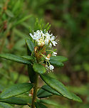 Bog Labrador Tea - Rhododendron groenlandicum Habitat: Bog <br />
https://www.jungledragon.com/image/149616/bog_labrador_tea_-_rhododendron_groenlandicum.html Bog Labrador tea,Geotagged,Rhododendron,Rhododendron groenlandicum,Spring,United States