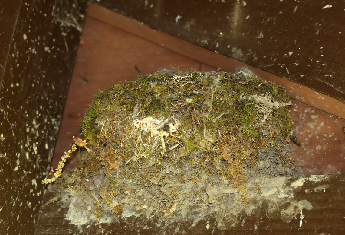 Eastern Phoebe Nest - Sayornis phoebe I could just barely see the fluffy heads of the baby birds.<br />
<br />
Habitat: Mixed forest edge<br />
<figure class="photo"><a href="https://www.jungledragon.com/image/149617/eastern_phoebe_-_sayornis_phoebe.html" title="Eastern Phoebe - Sayornis phoebe"><img src="https://s3.amazonaws.com/media.jungledragon.com/images/3232/149617_thumb.jpg?AWSAccessKeyId=05GMT0V3GWVNE7GGM1R2&Expires=1767225610&Signature=r0LO15OCh4UnzNL2NMVT7SYnZUE%3D" width="200" height="150" alt="Eastern Phoebe - Sayornis phoebe This bird had a nest under the shelter at a trailhead.<br />
<br />
Habitat: Mixed forest edge<br />
https://www.jungledragon.com/image/149619/eastern_phoebe_nest_-_sayornis_phoebe.html Eastern Phoebe,Geotagged,Sayornis,Sayornis phoebe,Spring,United States,flycatcher" /></a></figure> Eastern Phoebe,Geotagged,Sayornis phoebe,Spring,United States,nest