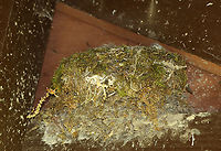 Eastern Phoebe Nest - Sayornis phoebe I could just barely see the fluffy heads of the baby birds.<br />
<br />
Habitat: Mixed forest edge<br />
https://www.jungledragon.com/image/149617/eastern_phoebe_-_sayornis_phoebe.html Eastern Phoebe,Geotagged,Sayornis phoebe,Spring,United States,nest