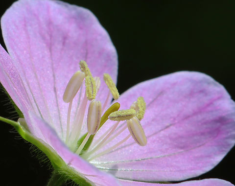 Wild Geranium - Geranium maculatum Habitat: Mixed forest
https://www.jungledragon.com/image/149623/wild_geranium_-_geranium_maculatum.html Geotagged,Geranium,Geranium maculatum,Spring,United States,Wild Geranium