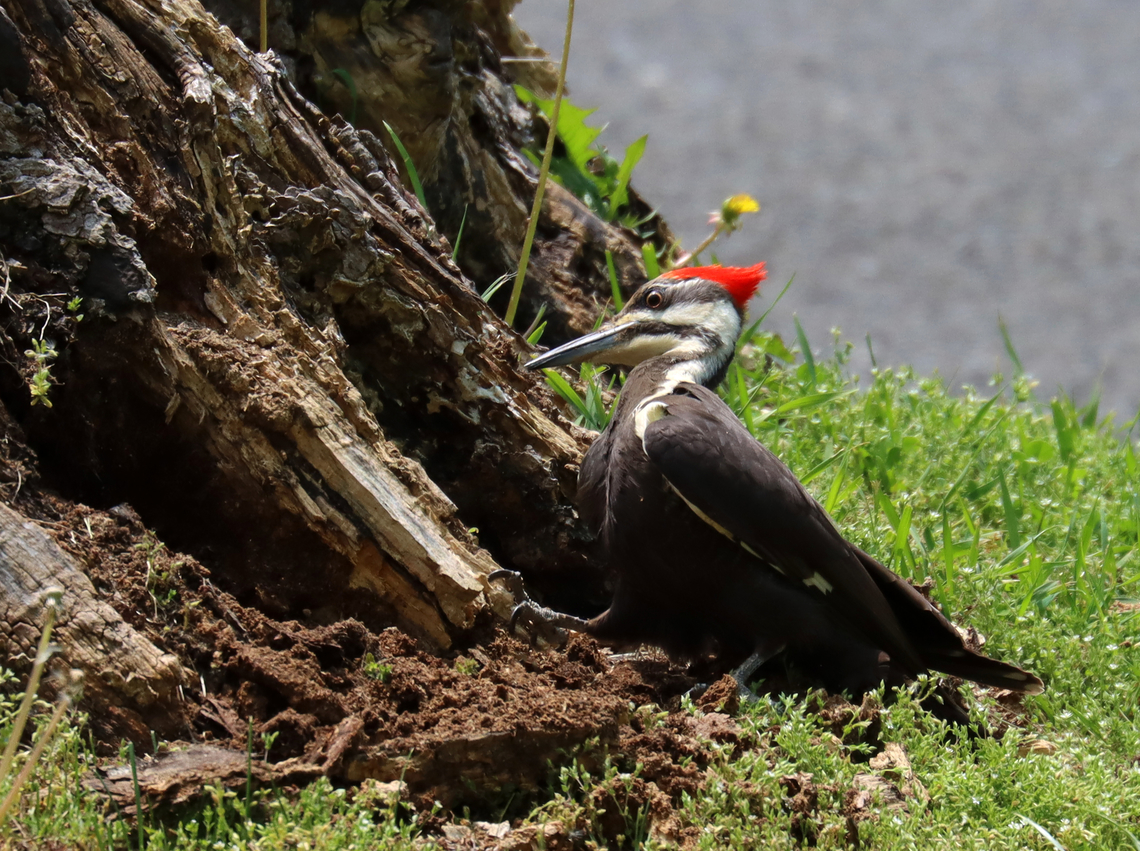 Pileated Woodpecker - Dryocopus pileatus I love its facial expression in this photo. <br />
<br />
This stump must have some yummy bugs because this woodpecker has spent hours this week pecking at it.<br />
<br />
Habitat: Big stump at the edge of my yard<br />
<br />
<section class="video"><iframe width="448" height="252" src="https://player.vimeo.com/video/828770950?title=0&byline=0&portrait=0" frameborder="0"></iframe></section><br />
<br />
<figure class="photo"><a href="https://www.jungledragon.com/image/149621/pileated_woodpecker_-_dryocopus_pileatus.html" title="Pileated Woodpecker - Dryocopus pileatus"><img src="https://s3.amazonaws.com/media.jungledragon.com/images/3232/149621_thumb.jpg?AWSAccessKeyId=05GMT0V3GWVNE7GGM1R2&Expires=1759968010&Signature=P8%2Bnzl4yrMbHnqQe1hu159aFPH8%3D" width="200" height="150" alt="Pileated Woodpecker - Dryocopus pileatus I love its facial expression in this photo. <br />
<br />
This stump must have some yummy bugs because this woodpecker has spent hours this week pecking at it.<br />
<br />
Habitat: Big stump at the edge of my yard<br />
<br />
https://vimeo.com/828770950<br />
<br />
https://www.jungledragon.com/image/149621/pileated_woodpecker_-_dryocopus_pileatus.html<br />
https://www.jungledragon.com/image/149624/pileated_woodpecker_-_dryocopus_pileatus.html<br />
https://www.jungledragon.com/image/149622/pileated_woodpecker_-_dryocopus_pileatus.html Dryocopus pileatus,Geotagged,Pileated Woodpecker,Spring,United States" /></a></figure><br />
<figure class="photo"><a href="https://www.jungledragon.com/image/149624/pileated_woodpecker_-_dryocopus_pileatus.html" title="Pileated Woodpecker - Dryocopus pileatus"><img src="https://s3.amazonaws.com/media.jungledragon.com/images/3232/149624_thumb.jpg?AWSAccessKeyId=05GMT0V3GWVNE7GGM1R2&Expires=1759968010&Signature=LumoIln%2Bbcd%2BpbrqLuV3HdQs8GA%3D" width="200" height="140" alt="Pileated Woodpecker - Dryocopus pileatus This stump must have some yummy bugs because this woodpecker has spent hours this week pecking at it.<br />
<br />
Habitat: Big stump at the edge of my yard<br />
<br />
https://vimeo.com/828770950<br />
<br />
https://www.jungledragon.com/image/149621/pileated_woodpecker_-_dryocopus_pileatus.html<br />
https://www.jungledragon.com/image/149624/pileated_woodpecker_-_dryocopus_pileatus.html<br />
https://www.jungledragon.com/image/149622/pileated_woodpecker_-_dryocopus_pileatus.html Dryocopus,Dryocopus pileatus,Geotagged,Pileated Woodpecker,Spring,United States,woodpecker" /></a></figure><br />
<figure class="photo"><a href="https://www.jungledragon.com/image/149622/pileated_woodpecker_-_dryocopus_pileatus.html" title="Pileated Woodpecker - Dryocopus pileatus"><img src="https://s3.amazonaws.com/media.jungledragon.com/images/3232/149622_thumb.jpg?AWSAccessKeyId=05GMT0V3GWVNE7GGM1R2&Expires=1759968010&Signature=3TzvQVaca0HeJV9o%2Fv4S8EqmUtQ%3D" width="200" height="158" alt="Pileated Woodpecker - Dryocopus pileatus This stump must have some yummy bugs because this woodpecker has spent hours this week pecking at it.<br />
<br />
Habitat: Big stump at the edge of my yard<br />
<br />
https://vimeo.com/828770950<br />
<br />
https://www.jungledragon.com/image/149621/pileated_woodpecker_-_dryocopus_pileatus.html<br />
https://www.jungledragon.com/image/149624/pileated_woodpecker_-_dryocopus_pileatus.html<br />
https://www.jungledragon.com/image/149622/pileated_woodpecker_-_dryocopus_pileatus.html Dryocopus pileatus,Geotagged,Pileated Woodpecker,Spring,United States" /></a></figure> Dryocopus pileatus,Geotagged,Pileated Woodpecker,Spring,United States