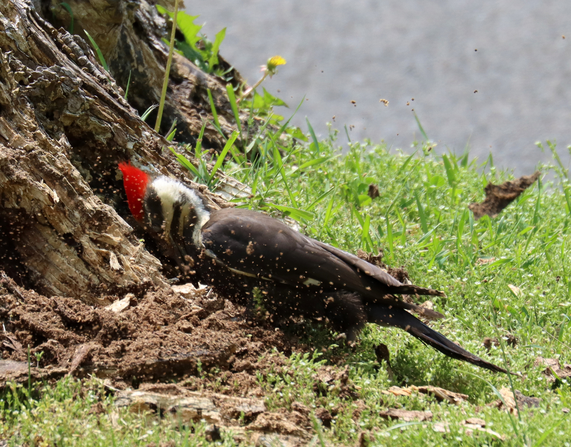 Pileated Woodpecker - Dryocopus pileatus This stump must have some yummy bugs because this woodpecker has spent hours this week pecking at it.<br />
<br />
Habitat: Big stump at the edge of my yard<br />
<br />
<section class="video"><iframe width="448" height="252" src="https://player.vimeo.com/video/828770950?title=0&byline=0&portrait=0" frameborder="0"></iframe></section><br />
<br />
<figure class="photo"><a href="https://www.jungledragon.com/image/149621/pileated_woodpecker_-_dryocopus_pileatus.html" title="Pileated Woodpecker - Dryocopus pileatus"><img src="https://s3.amazonaws.com/media.jungledragon.com/images/3232/149621_thumb.jpg?AWSAccessKeyId=05GMT0V3GWVNE7GGM1R2&Expires=1759968010&Signature=P8%2Bnzl4yrMbHnqQe1hu159aFPH8%3D" width="200" height="150" alt="Pileated Woodpecker - Dryocopus pileatus I love its facial expression in this photo. <br />
<br />
This stump must have some yummy bugs because this woodpecker has spent hours this week pecking at it.<br />
<br />
Habitat: Big stump at the edge of my yard<br />
<br />
https://vimeo.com/828770950<br />
<br />
https://www.jungledragon.com/image/149621/pileated_woodpecker_-_dryocopus_pileatus.html<br />
https://www.jungledragon.com/image/149624/pileated_woodpecker_-_dryocopus_pileatus.html<br />
https://www.jungledragon.com/image/149622/pileated_woodpecker_-_dryocopus_pileatus.html Dryocopus pileatus,Geotagged,Pileated Woodpecker,Spring,United States" /></a></figure><br />
<figure class="photo"><a href="https://www.jungledragon.com/image/149624/pileated_woodpecker_-_dryocopus_pileatus.html" title="Pileated Woodpecker - Dryocopus pileatus"><img src="https://s3.amazonaws.com/media.jungledragon.com/images/3232/149624_thumb.jpg?AWSAccessKeyId=05GMT0V3GWVNE7GGM1R2&Expires=1759968010&Signature=LumoIln%2Bbcd%2BpbrqLuV3HdQs8GA%3D" width="200" height="140" alt="Pileated Woodpecker - Dryocopus pileatus This stump must have some yummy bugs because this woodpecker has spent hours this week pecking at it.<br />
<br />
Habitat: Big stump at the edge of my yard<br />
<br />
https://vimeo.com/828770950<br />
<br />
https://www.jungledragon.com/image/149621/pileated_woodpecker_-_dryocopus_pileatus.html<br />
https://www.jungledragon.com/image/149624/pileated_woodpecker_-_dryocopus_pileatus.html<br />
https://www.jungledragon.com/image/149622/pileated_woodpecker_-_dryocopus_pileatus.html Dryocopus,Dryocopus pileatus,Geotagged,Pileated Woodpecker,Spring,United States,woodpecker" /></a></figure><br />
<figure class="photo"><a href="https://www.jungledragon.com/image/149622/pileated_woodpecker_-_dryocopus_pileatus.html" title="Pileated Woodpecker - Dryocopus pileatus"><img src="https://s3.amazonaws.com/media.jungledragon.com/images/3232/149622_thumb.jpg?AWSAccessKeyId=05GMT0V3GWVNE7GGM1R2&Expires=1759968010&Signature=3TzvQVaca0HeJV9o%2Fv4S8EqmUtQ%3D" width="200" height="158" alt="Pileated Woodpecker - Dryocopus pileatus This stump must have some yummy bugs because this woodpecker has spent hours this week pecking at it.<br />
<br />
Habitat: Big stump at the edge of my yard<br />
<br />
https://vimeo.com/828770950<br />
<br />
https://www.jungledragon.com/image/149621/pileated_woodpecker_-_dryocopus_pileatus.html<br />
https://www.jungledragon.com/image/149624/pileated_woodpecker_-_dryocopus_pileatus.html<br />
https://www.jungledragon.com/image/149622/pileated_woodpecker_-_dryocopus_pileatus.html Dryocopus pileatus,Geotagged,Pileated Woodpecker,Spring,United States" /></a></figure> Dryocopus pileatus,Geotagged,Pileated Woodpecker,Spring,United States