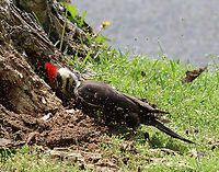 Pileated Woodpecker - Dryocopus pileatus This stump must have some yummy bugs because this woodpecker has spent hours this week pecking at it.<br />
<br />
Habitat: Big stump at the edge of my yard<br />
<br />
https://vimeo.com/828770950<br />
<br />
https://www.jungledragon.com/image/149621/pileated_woodpecker_-_dryocopus_pileatus.html<br />
https://www.jungledragon.com/image/149624/pileated_woodpecker_-_dryocopus_pileatus.html<br />
https://www.jungledragon.com/image/149622/pileated_woodpecker_-_dryocopus_pileatus.html Dryocopus pileatus,Geotagged,Pileated Woodpecker,Spring,United States